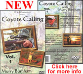 MURRY BURNHAM COYOTE CALLING VIDEO